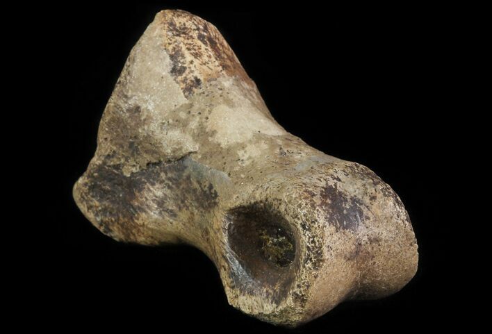 Struthiomimus Toe Bone - Montana #66450